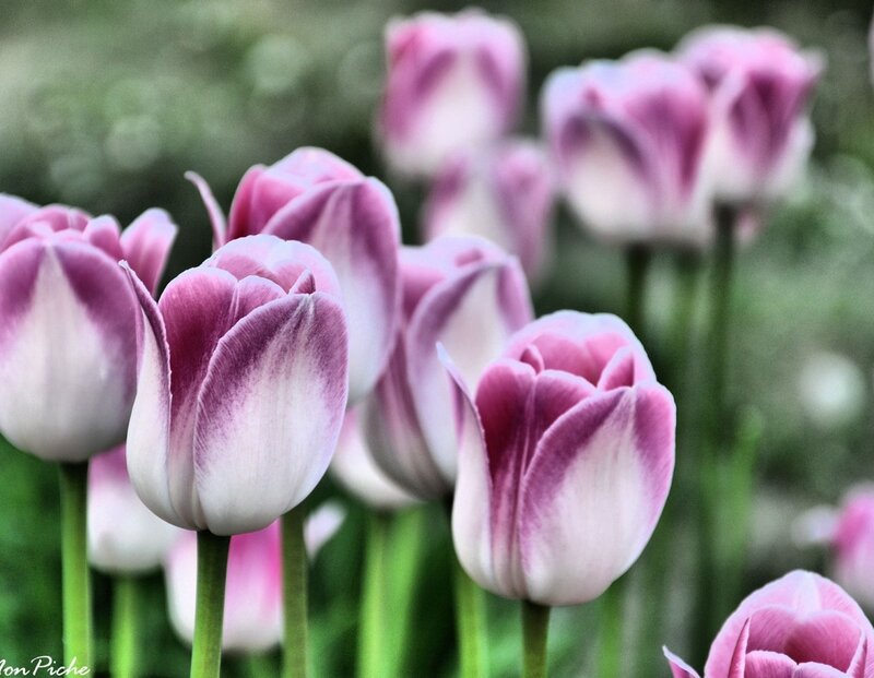 Purple and White Tulips — Pink