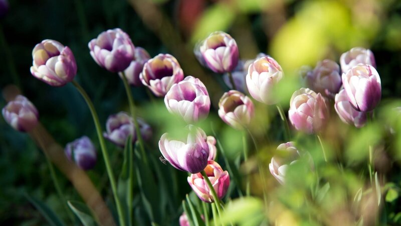 Purple and White Tulips — Serene, Afternoon, Photograph