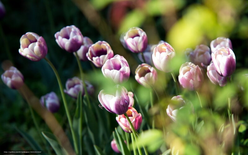 Purple and White Tulips — Serene, Afternoon