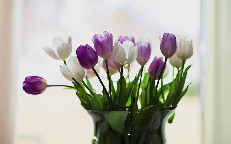 Purple and White Tulips — Serene, Morning