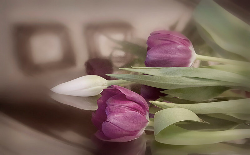 Purple and White Tulips — Serene, Photograph, Flowers