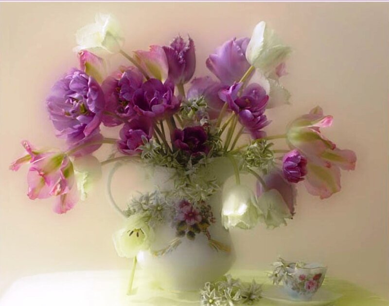 Purple and White Tulips — Serene, Photograph