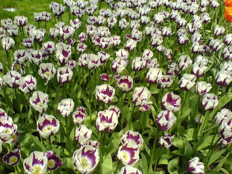 Purple and White Tulips — Serene, Spring, Photograph, Green Grass