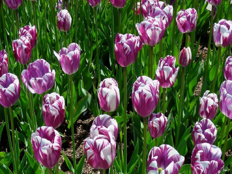 Purple and White Tulips — Serene, Spring, Photograph, Green Leaves