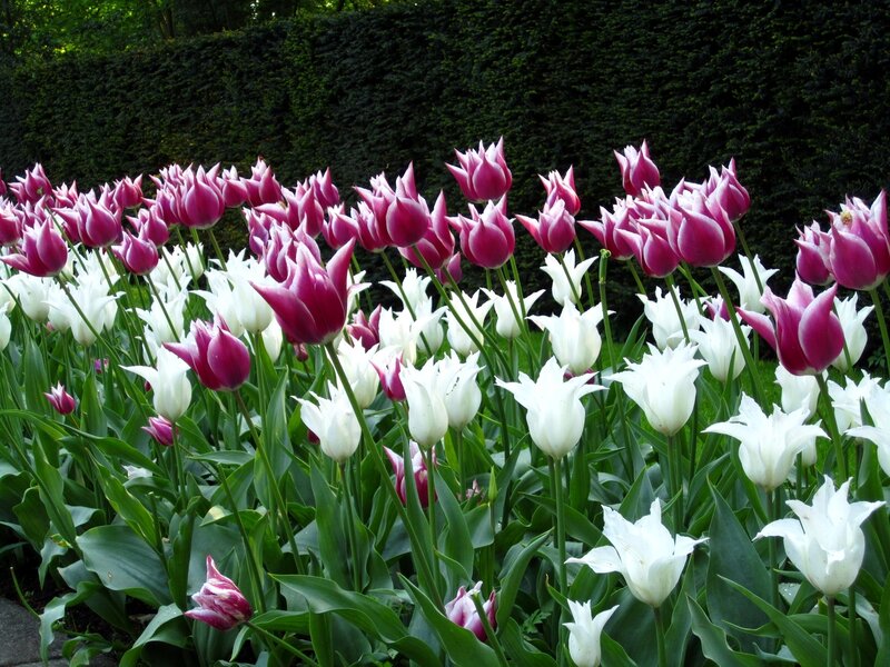 Purple and White Tulips — Serene, Spring, Photograph, Hedge