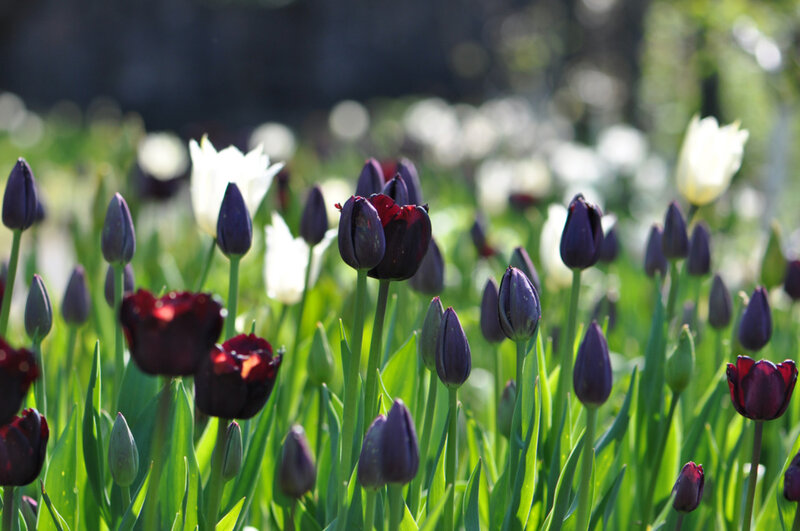 Purple and White Tulips — Serene, Spring, Photograph