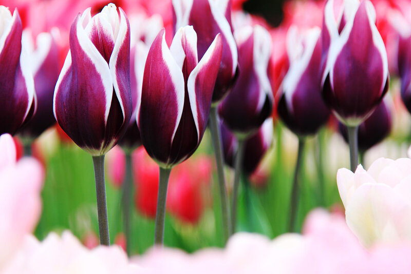 Purple and White Tulips — Serene, Spring
