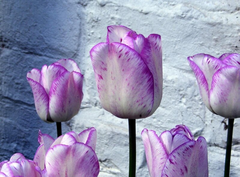 Purple and white tulips
