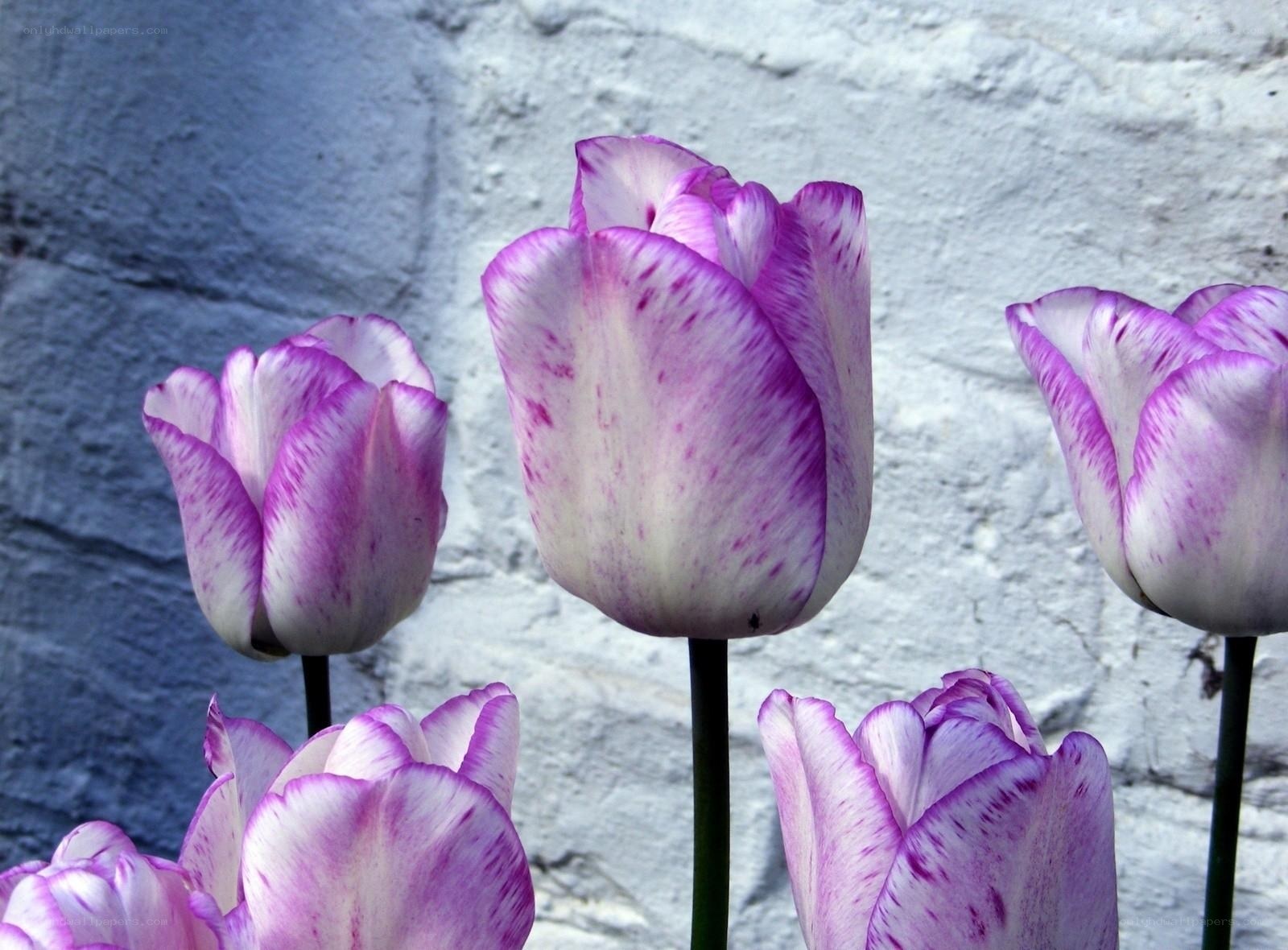 Purple and white tulips