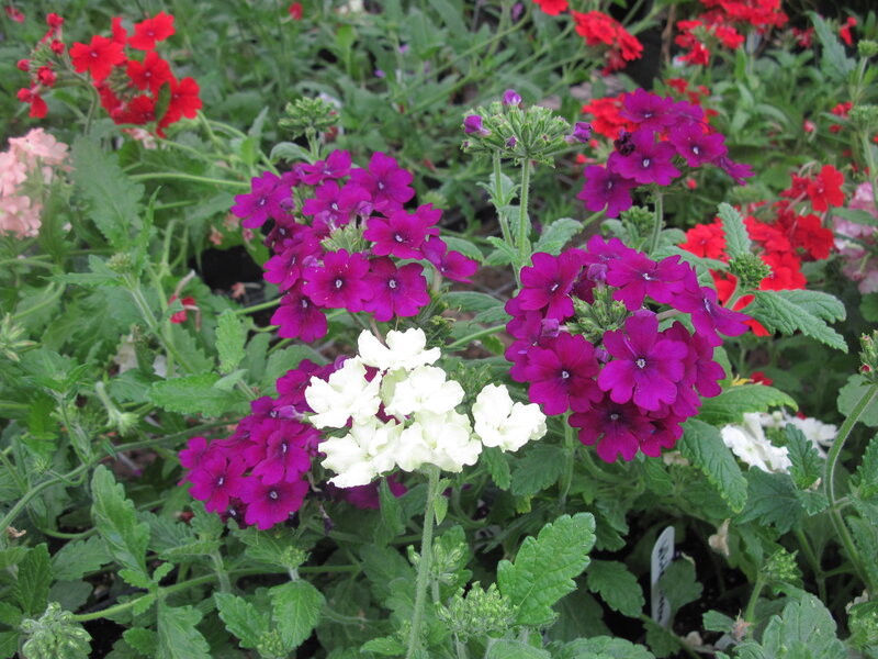 Purple and White Verbena Flowers — Calm