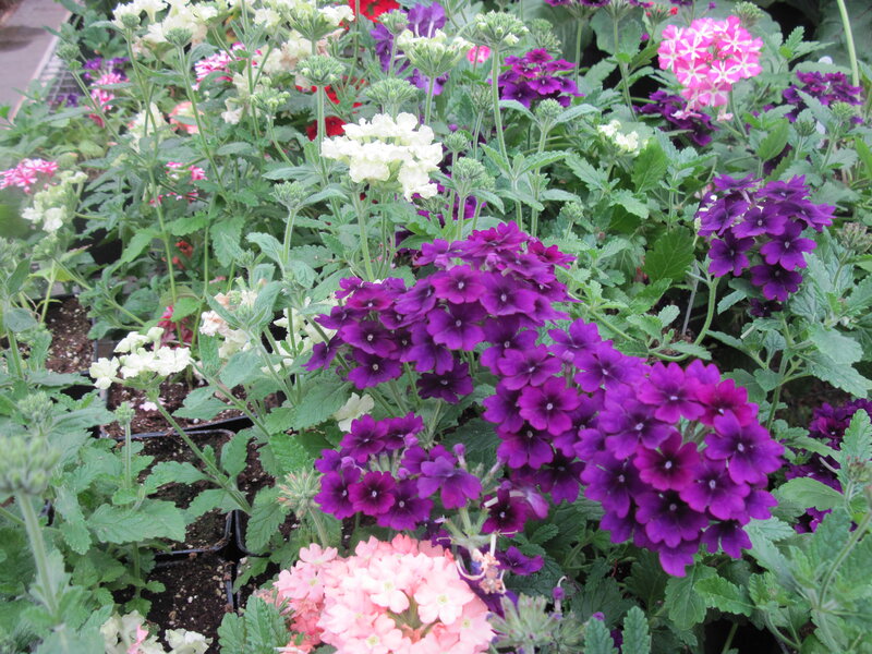 Purple and White Verbena Flowers