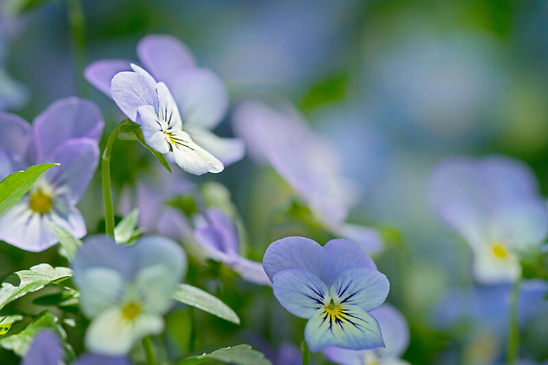 Purple and White Violets — Blue, Serene