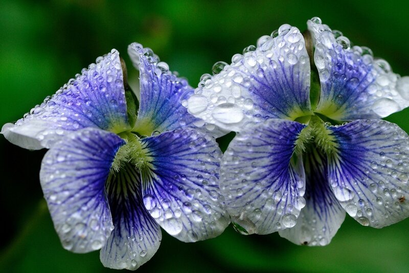 Purple and White Violets — Blue