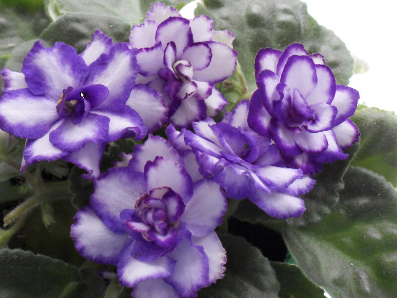 Purple and White Violets — Calm, Photograph