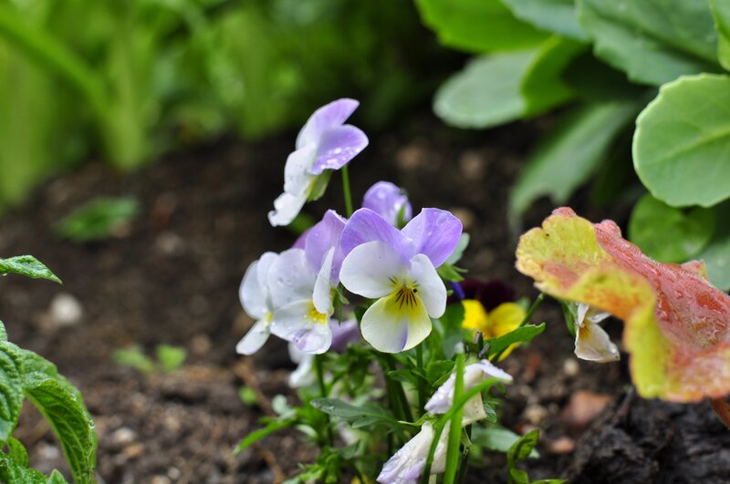 Purple and White Violets — Calm, Spring, Photograph