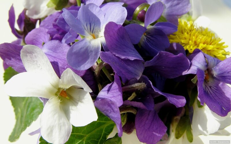 Purple and White Violets — Calm, Spring