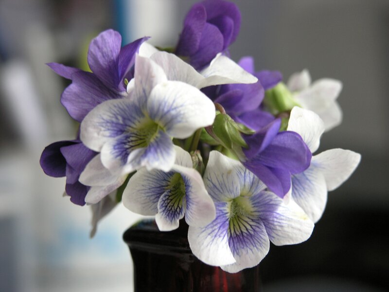 Purple and White Violets — Calm