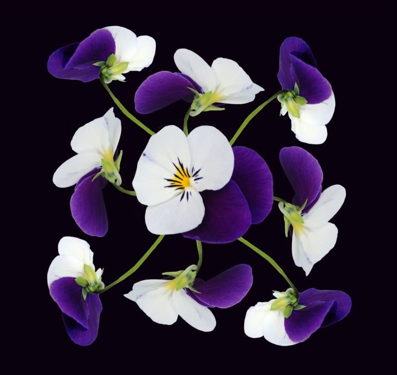 Purple and White Violets — Dramatic