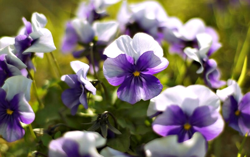 Purple and White Violets — Serene, Afternoon, Photograph, Flowers