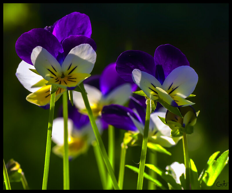 Purple and White Violets — Serene, Afternoon