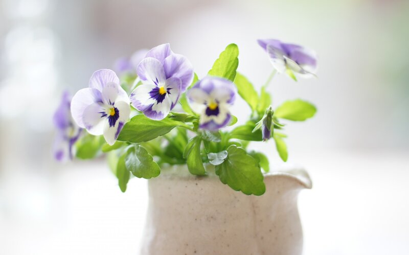 Purple and White Violets — Serene, Morning