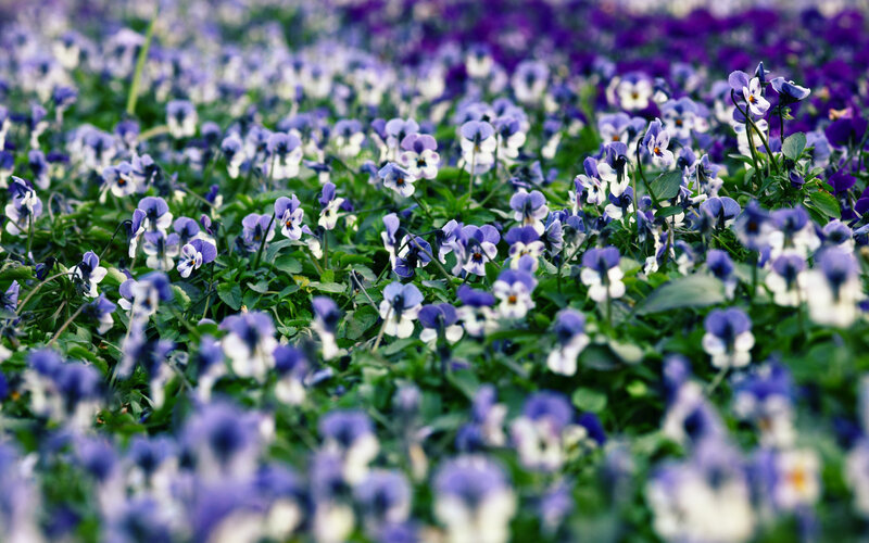 Purple and White Violets — Serene, Spring, Photograph