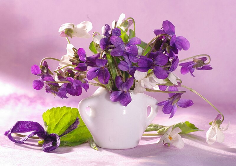 Purple and White Violets — Serene, Spring