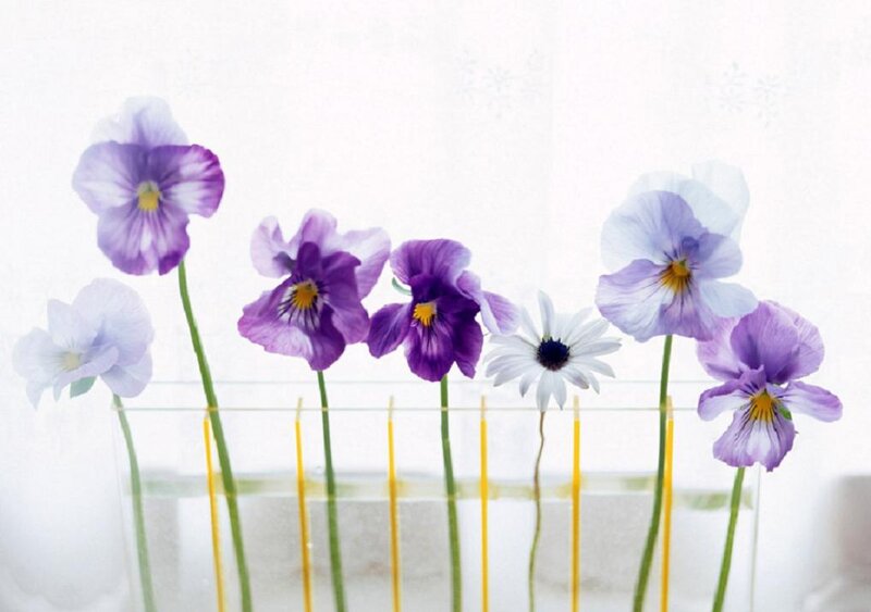 Purple and White Violets — Serene