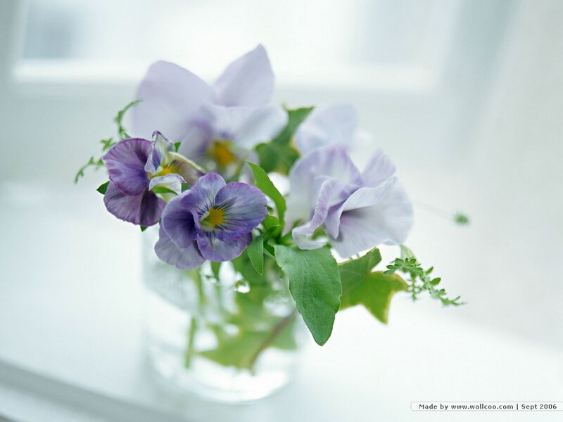 Purple and White Violets