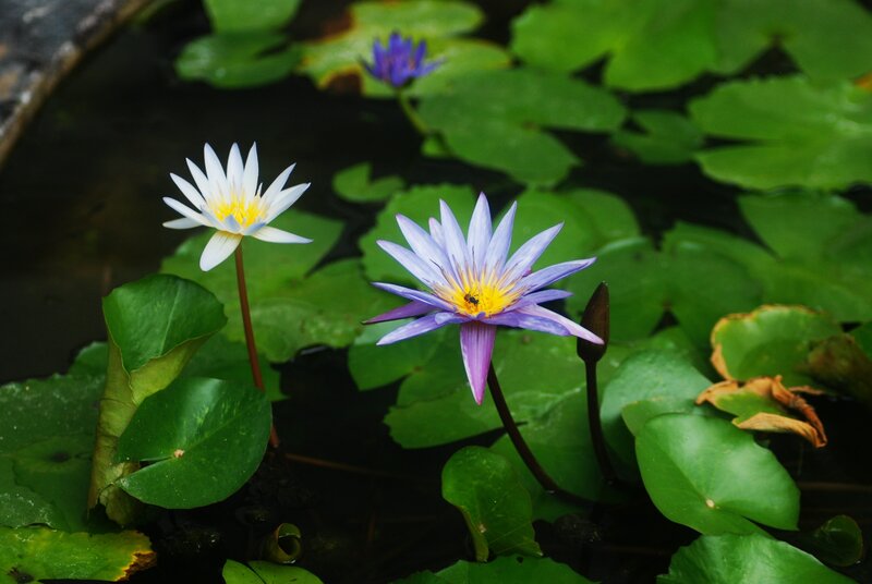 Purple and White Water Lilies