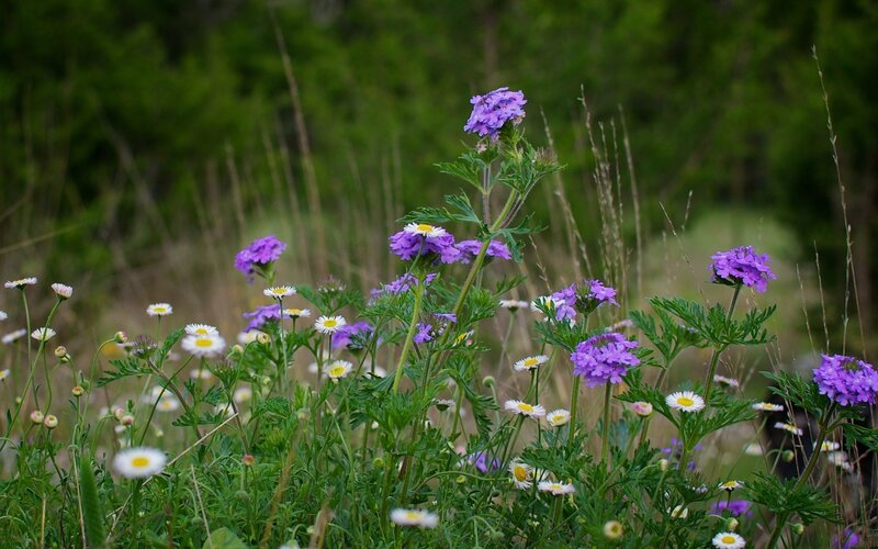 Purple and white wildflowers in a field
