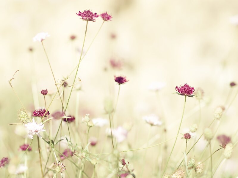Purple and white wildflowers in a field