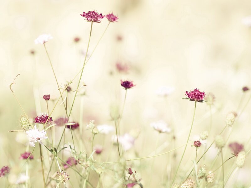 Purple and white wildflowers in a field