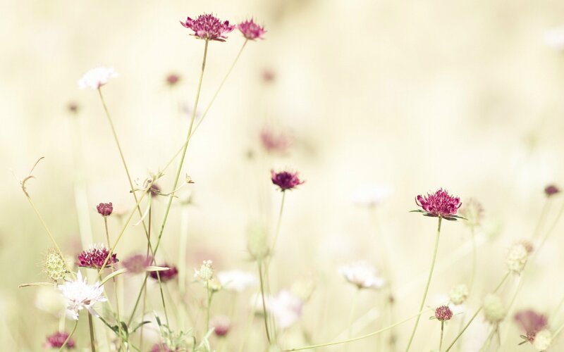 Purple and White Wildflowers — Pink, Serene, Spring