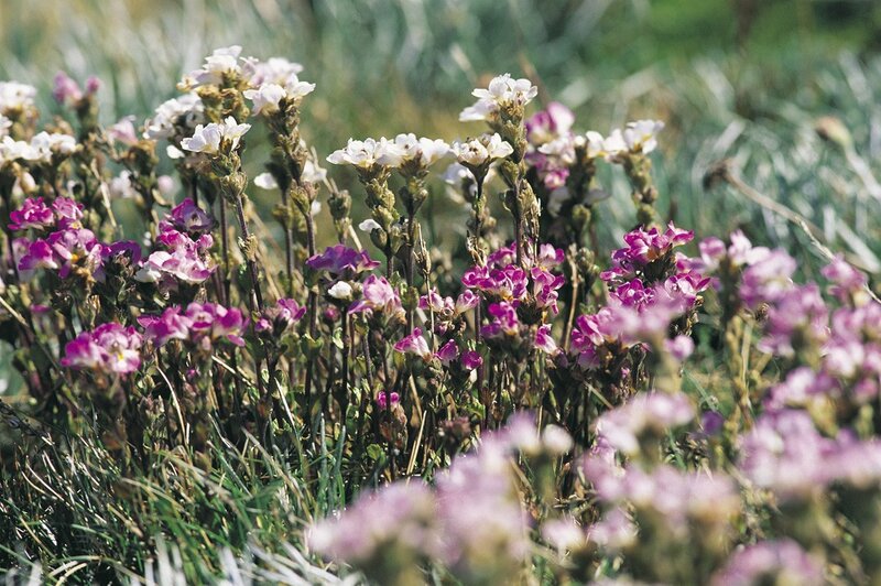 Purple and White Wildflowers — Serene, Afternoon, Photograph, Grass