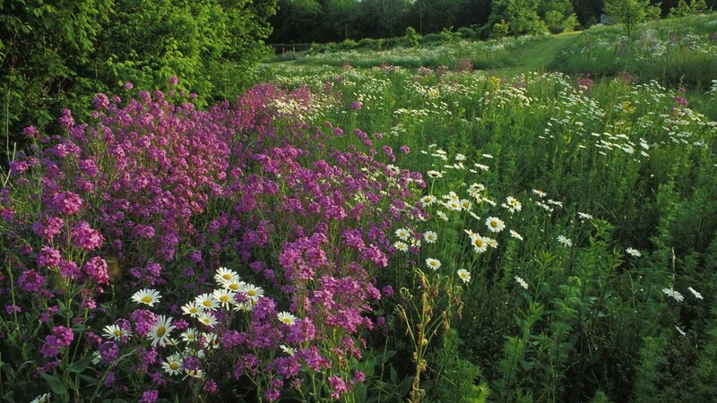Purple and White Wildflowers — Serene, Afternoon, Photograph