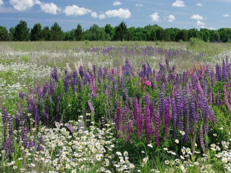 Purple and White Wildflowers — Serene, Summer