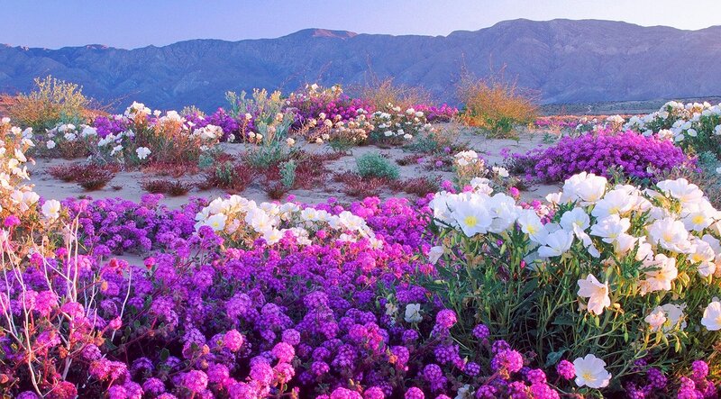 Purple and White Wildflowers — Serene, Sunset
