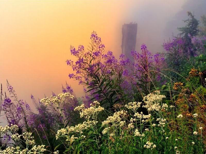 Purple and White Wildflowers — Serene