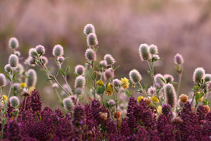 Purple and White Wildflowers