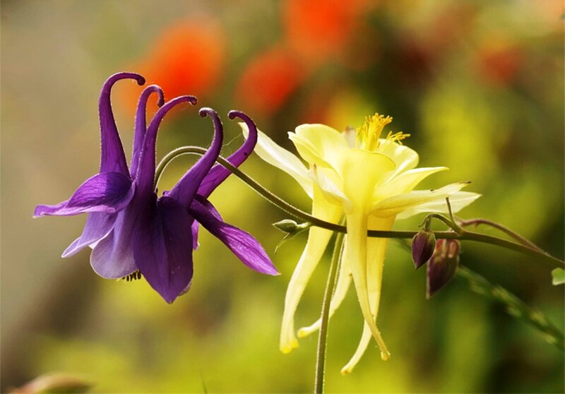Purple and Yellow Aquilegia Flowers