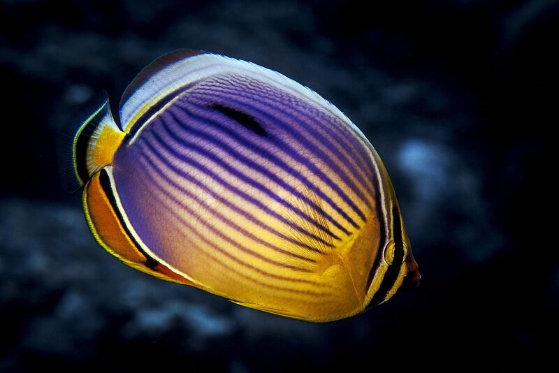 Purple and Yellow Butterflyfish