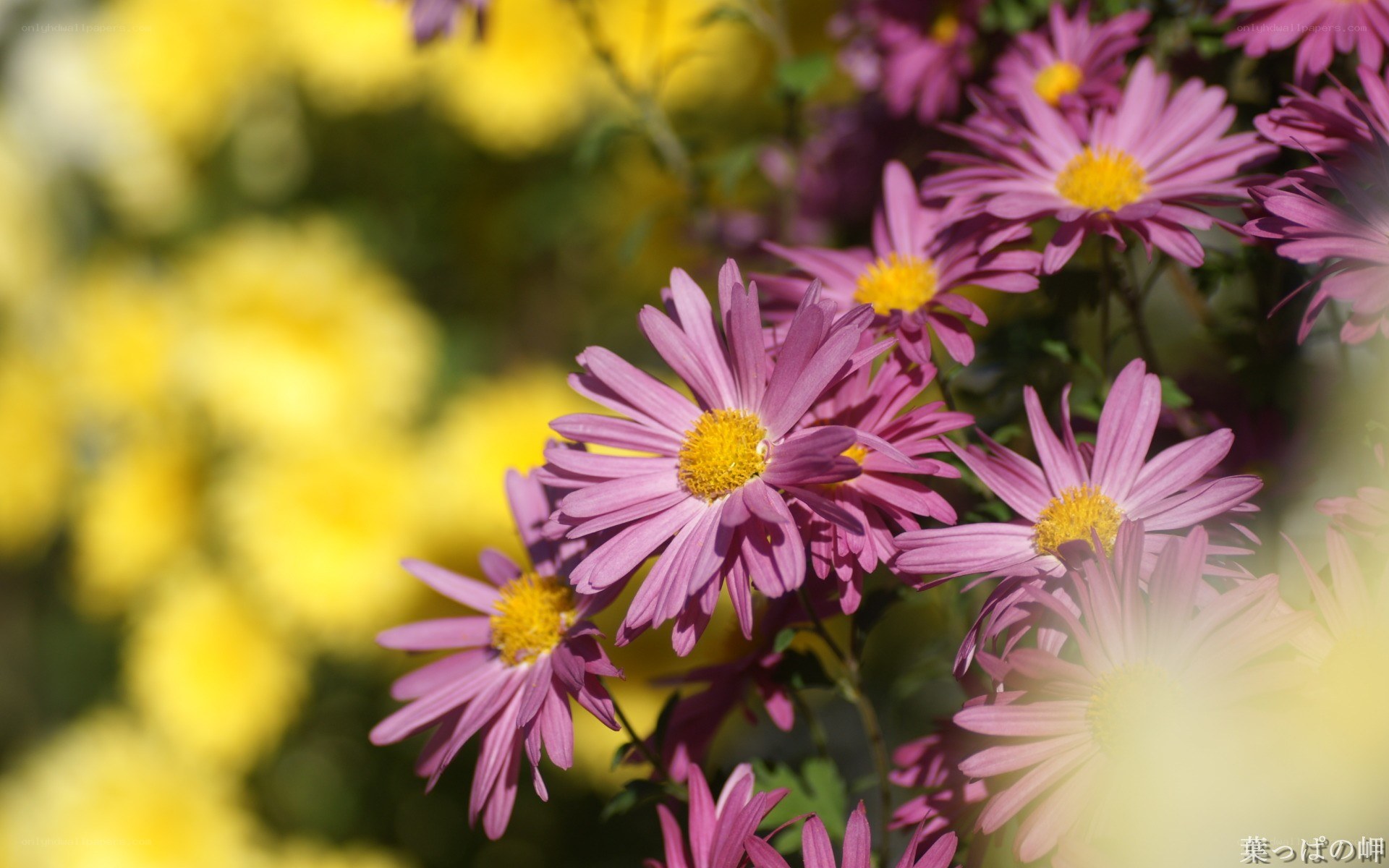 Purple and yellow chrysanthemums