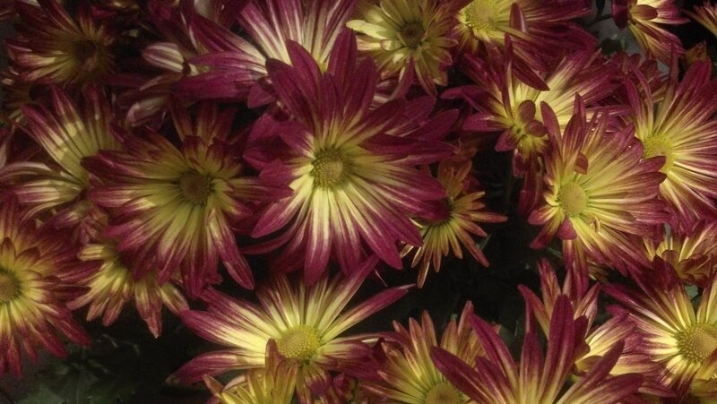 Purple and Yellow Chrysanthemums — Calm