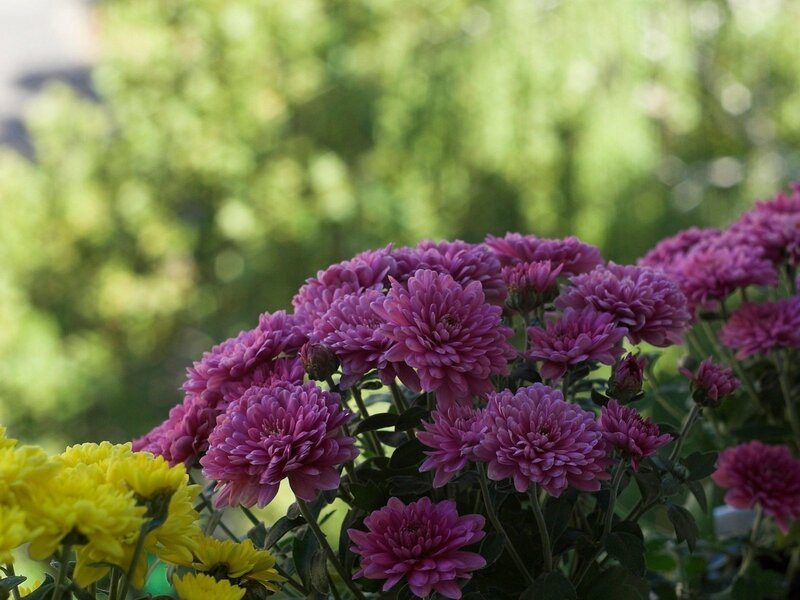 Purple and yellow chrysanthemums in garden