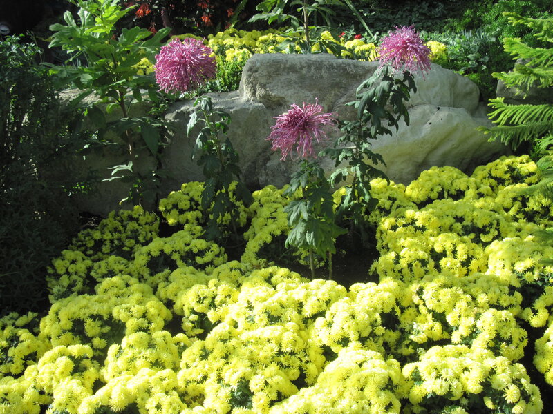 Purple and Yellow Chrysanthemums — Serene