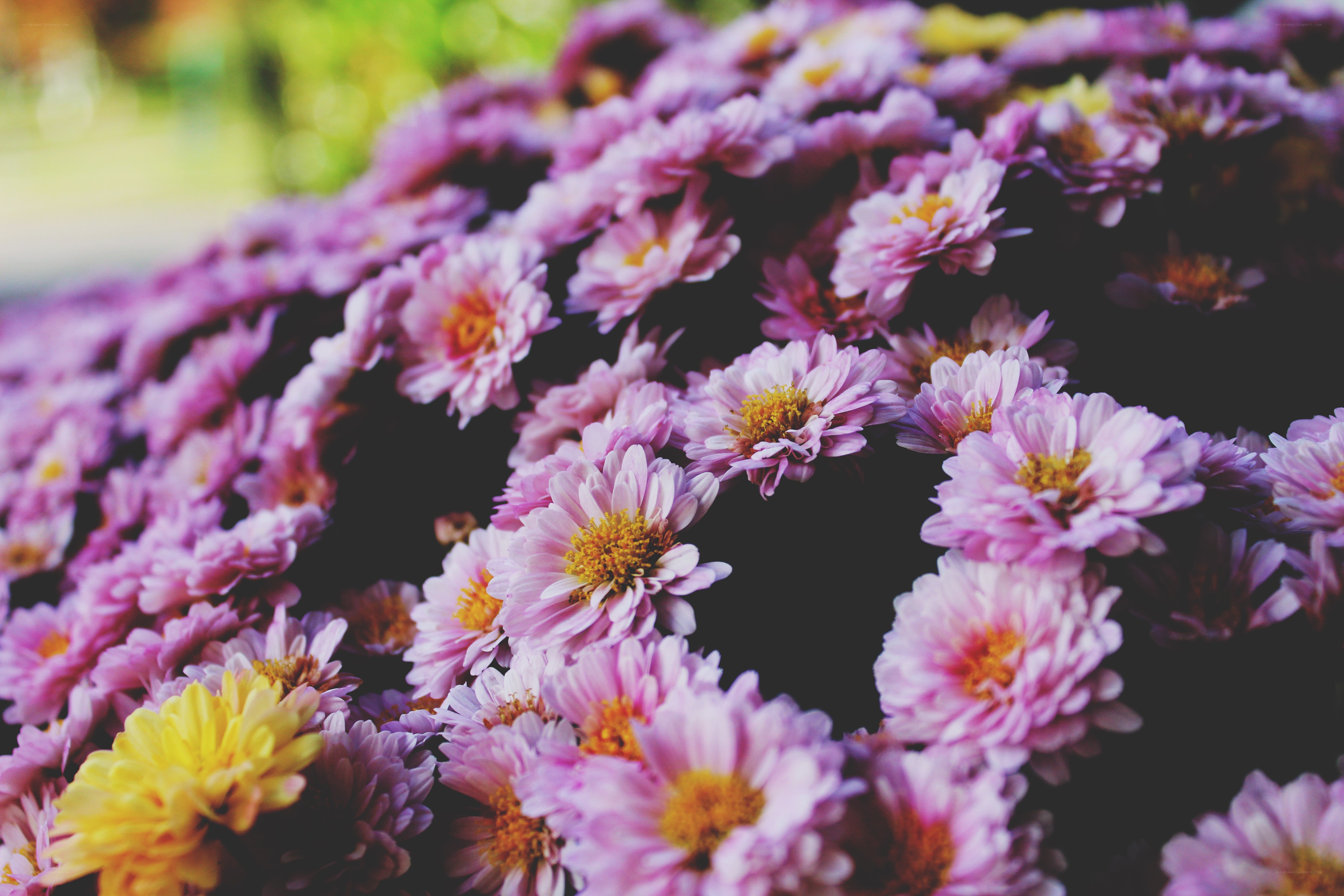 Purple and yellow chrysanthemums