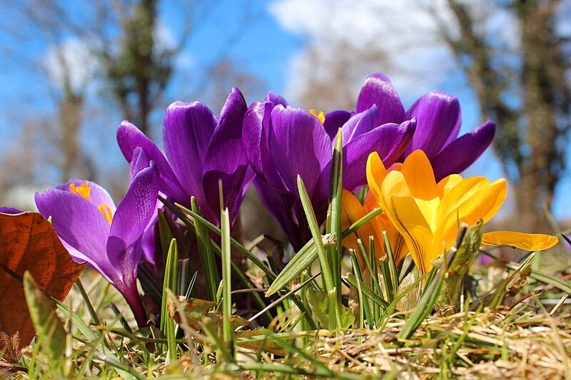 Purple and Yellow Crocuses — Bright, Spring