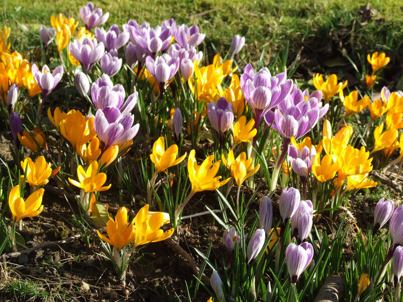 Purple and Yellow Crocuses — Bright