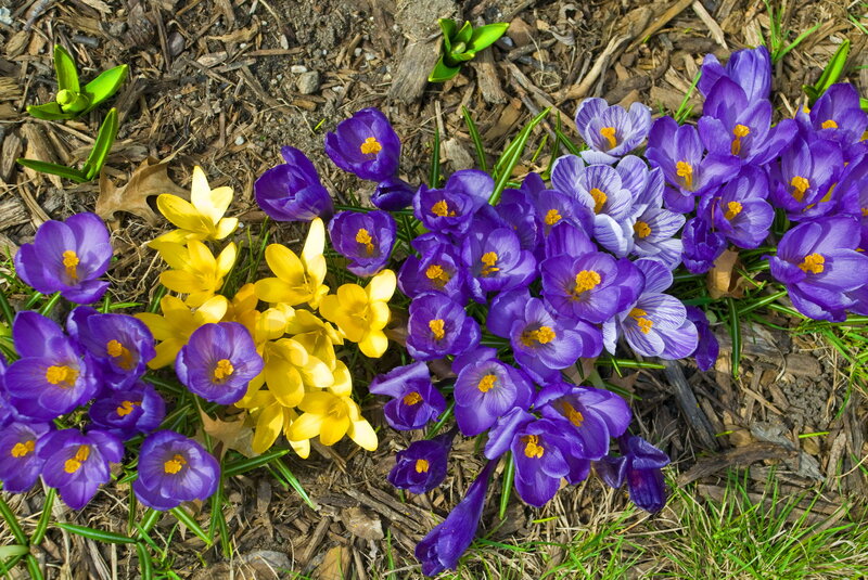 Purple and Yellow Crocuses — Calm, Spring, Photograph